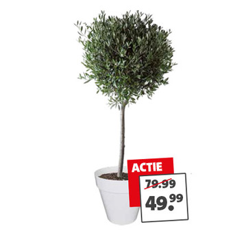 Olijf (Olea europaea): van 79.99 voor 49.99