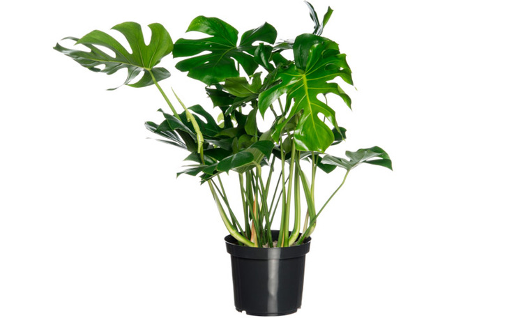 Gatenplant (Monstera deliciosa). Hoogte 85 cm potmaat 35 cm, exclusief pot. Van 59.99 voor 32.99