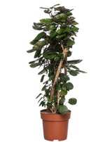 Polyscias ‘Fabian’. Hoogte 100 cm potmaat 24 cm. Van 34.99 voor 27.99