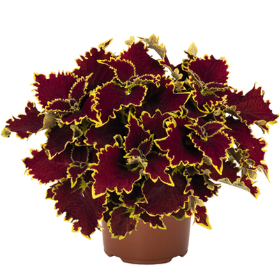 Pluimhortensia van 14.99 voor 9.99