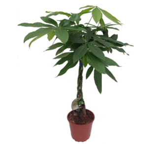 Geldboom (Pachira aquatica) Hoogte 80 cm, potmaat 19 cm. Exclusief pot. Van 21.99 voor 12.99