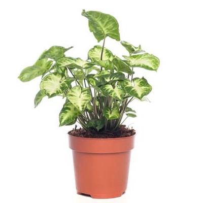 Syngonium Hoogte 25 cm, potmaat 12 cm van 3.99 voor 2.99