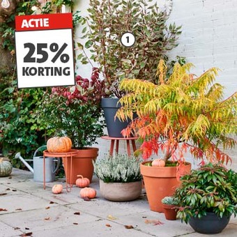 Bladverkleurende heesters. Keuze uit Kardinaalsmuts, Mahonia, Parrotia, Callicarpa, Kornoelje en Rhus, hoogte 70 à 90 cm potmaat 32 cm, exclusief pot. 49.99 Nú 25% korting