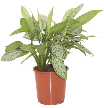 Aglaonema: nu voor 19.99