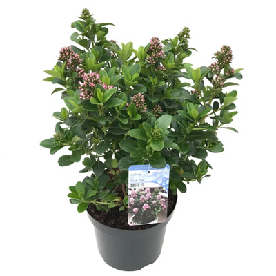 Escallonia laevis ‘Pink Elle’. Nu voor 19.99