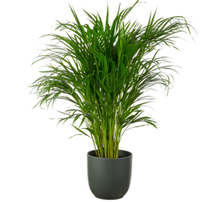 Goudpalm (Dypsis lutescens) Hoogte 120 cm Potmaat 24 cm Excl. pot Van 39.99 voor 29.99