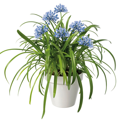 Afrikaanse lelie (Agapanthus ‘Amourette Superb’) Hoogte 40 cm, potmaat 17 cm Van 15.99 voor 12.99