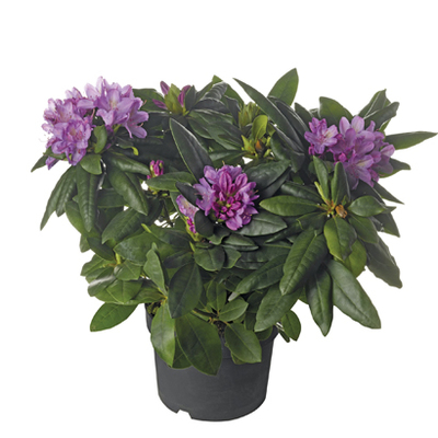 Rhododendron van 12.99 voor 9.99