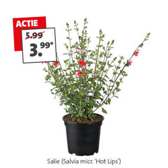 Salie: van 5.99 voor 3.99