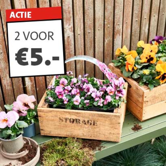 6 pack violen: 2 voor €5,-