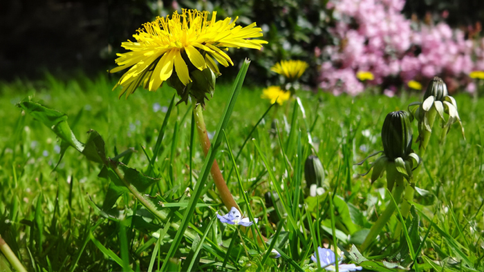 Onkruid: Meer dan je denkt. leer onkruid herkennen en geniet van inheemse planten in jouw tuin