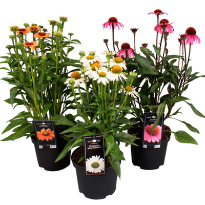 Zonnehoed (Echinacea purpurea ‘Sunseekers’) Diverse kleuren Hoogte 50 cm Potmaat 17 cm. Nu van 9.99 voor 6.99