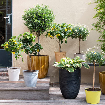 Tuinwerkzaamheden augustus: Terras & balkon