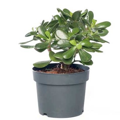 Bonte pannenkoekplant (Pilea pep. ‘Mojito’) Hoogte 20 cm Potmaat 13 cm voor 24.99