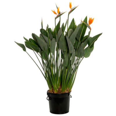 Paradijsvogelbloem (Strelitzia reginae) Hoogte 180 cm Potmaat 40 cm Van 155.- voor 125.-