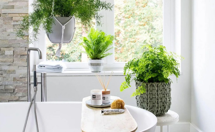 Groene planten voor in de badkamer