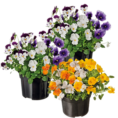 Randjesbloem (Aubrieta grac. ‘Kitte Blue’) hoogte 10 cm, potmaat 13 cm Per stuk 2.79 Nú 3 voor 5.-