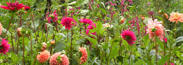 Checklist voor de tuin: Maand augustus