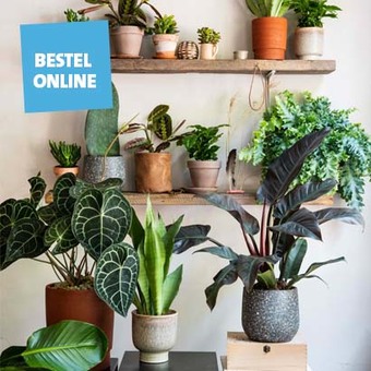 Online te bestellen: Planten vanaf € 9.99. 