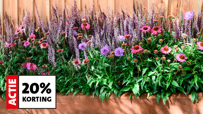 Shop tuinplanten met 20% korting