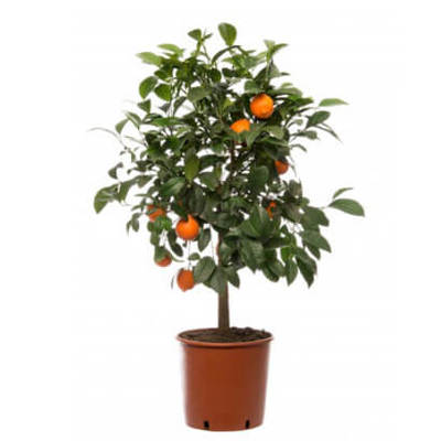 Mandarijnboom (Citrus sinensis 'Mandarijn') 