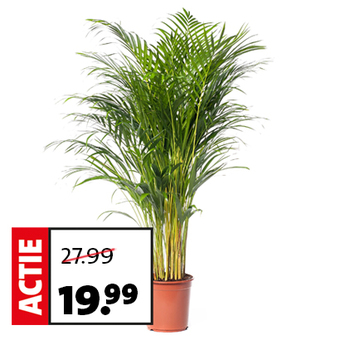 Goudpalm (Dypsis lutescens) D 24 H 130 cm. Van 27.99 voor 19.99