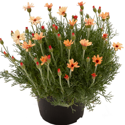 Rhodanthemum ‘Zagora Orange’ voor 6.99