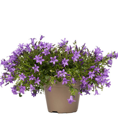 Wandhanger met klokjesbloemen (Campanula port. ‘Ambella Purple’). Paars / lengte hanger 60 cm Van 22.99 voor 17.99