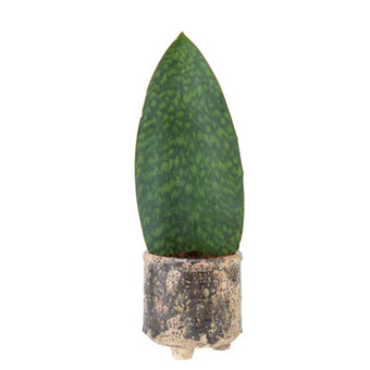 Plant rust met de sanseveria Masoniana Victoria 