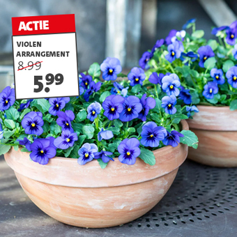 Arrangement violen in terracotta schaal. Diverse kleuren, hoogte 20 cm Ø 25 cm. Van 8.99 voor 5.99