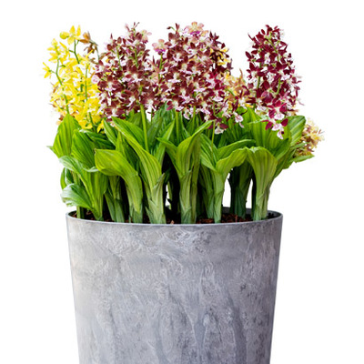 Tuinorchidee van 17.99 voor12.99