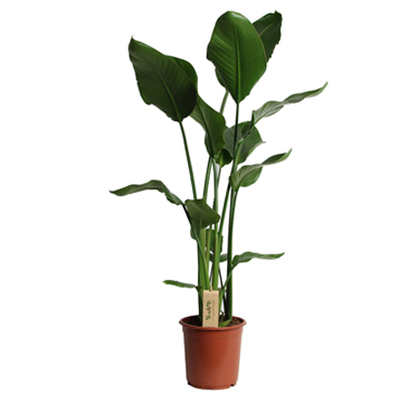 Paradijsvogelplant Hoogte 80 cm, potmaat 19 cm Excl. pot. Nu van 34.99 voor 19.99