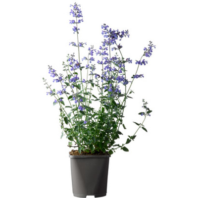 Kattenkruid (Nepeta ‘Purrsian Blue’) Blauw, hoogte 40 cm potmaat 19 cm 9.99 6.99