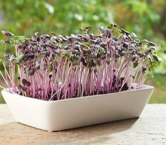 Buzzy microgreens kiemgroenten