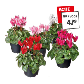 Patiocyclaam. Per stuk 1.99 N 3 voor 4.99