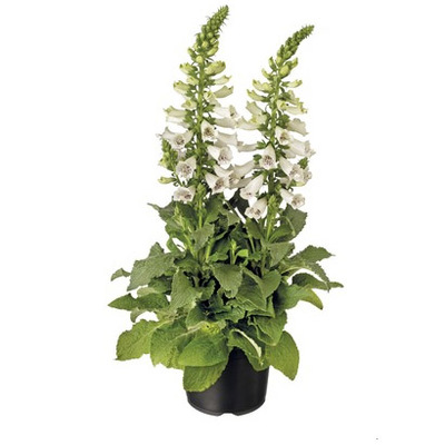 Vingerhoedskruid (Digitalis purpurea) van 6.99 voor 4.99