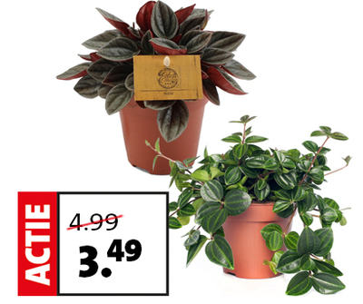 Peperomia. Hoogte 20 cm. potmaat 12 cm. Van 4.99 voor 3.49