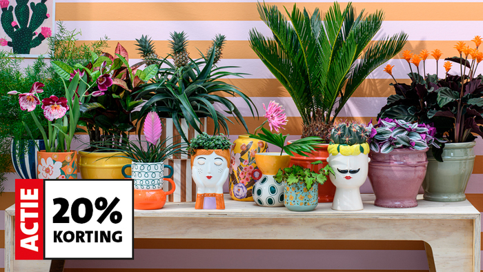 Shop bloempotten voor binnen met 20% korting