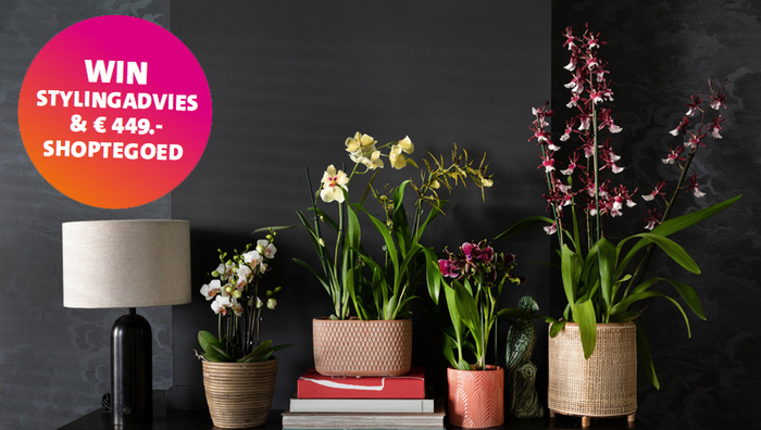 WIN EEN #ORCHIDEEËNJUNGLE BIJ JOU THUIS!