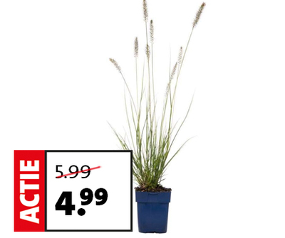 Lampenpoetsersgras (Pennisetum alopecuroides 'Hameln') D 17 H 40 cm van 5.99 voor 4.99