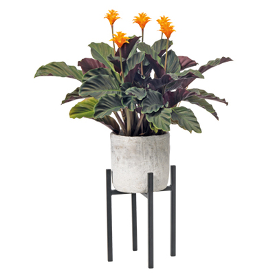 Eeuwige vlam (Calathea crocata) Hoogte 35 cm potmaat 14 cm. Van 11.99 voor 7.99