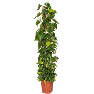 Philodendron (Philodendron scand. ‘Brasil’) Hoogte 150 cm, potmaat 27 cm. Van 69.99 voor 49.99