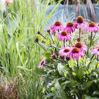 Planten voor tuinen en balkons op het westen en zuiden