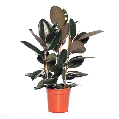 Rubberboom (Ficus el. ‘Abidjan’). Hoogte 70 cm potmaat 21 cm. Van 25.99 voor 19.99