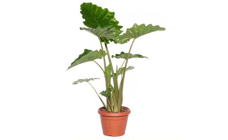 Olifantsoor (Alocasia ‘Portodora’) Hoogte 120 cm, potmaat 35 cm. Van 49.99 voor 39.99