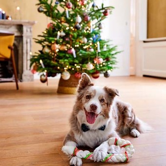 Cadeaus voor hondenbaasjes