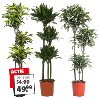 DRAKENBLOEDBOOM: van 54.99 voor 49.99