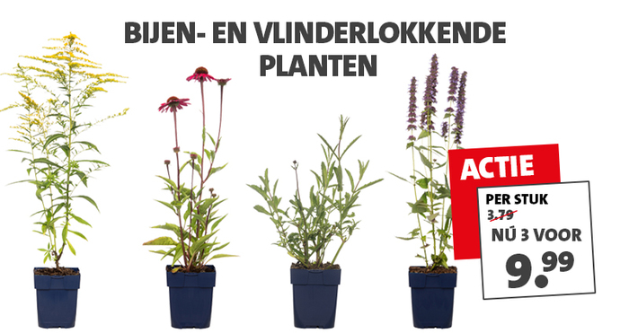 Tuinplanten voor bijen en vlinders