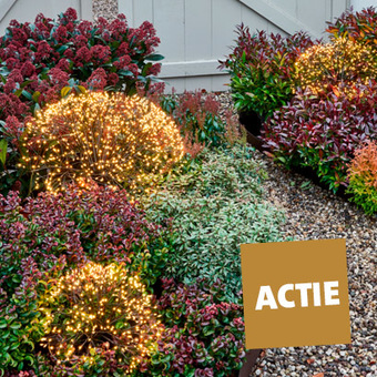 De tuinplanten aanbiedingen van deze week