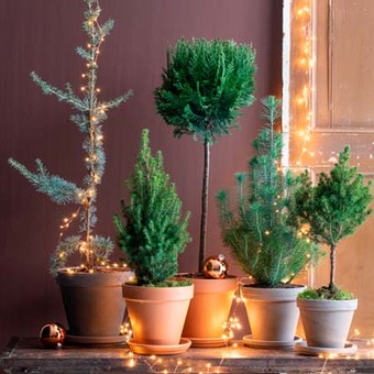 In iedere kamer kerst: Mini-kerstboompjes 